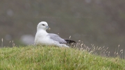Fulmar