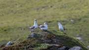 Fulmar's Rest