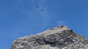 Gannets on Stac Lee (172 m)
