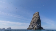 Gannets over Stac Lee (172 m)
