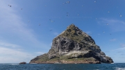 Gannets at Stac an Armin (196 m)