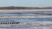 Ice gripped tidal flat