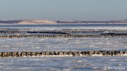 Ice gripped tidal flat