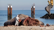 Perished sperm whale - slicing