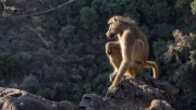 Chacma Baboon (Papio ursinus)
