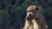 Chacma Baboon (Papio ursinus)